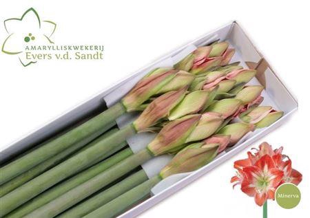 <h4>Hipp Ga Minerva X12</h4>