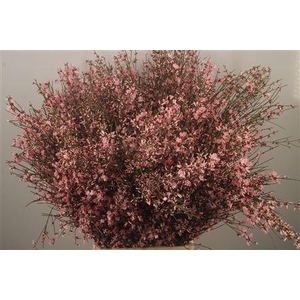 Ginster Pink Per Bunch
