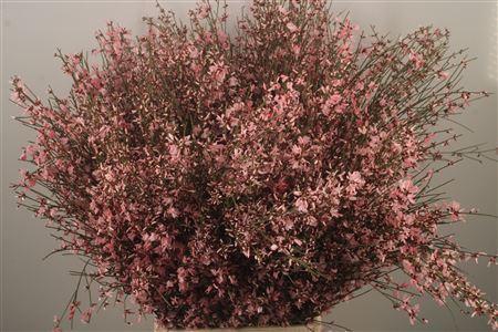 <h4>Ginster Pink Per Bunch</h4>