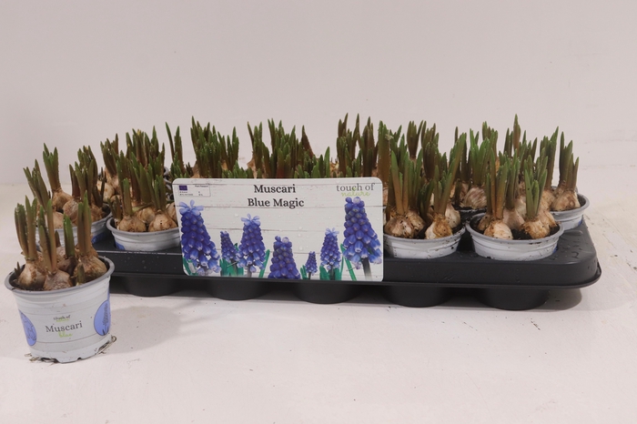 <h4>MUSCAR BLUE MAGIC</h4>