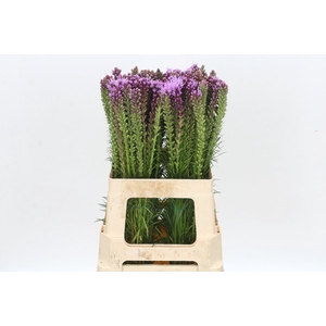 Liatris Spicata