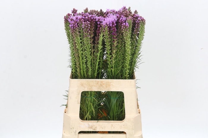 <h4>Liatris Spicata</h4>