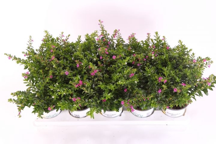 <h4>Cuphea hyssopifolia Floriglory® Twin</h4>