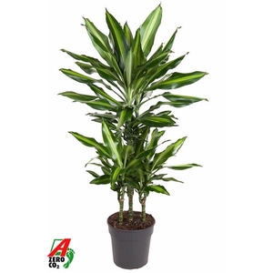 Dracaena fragrans Cintho