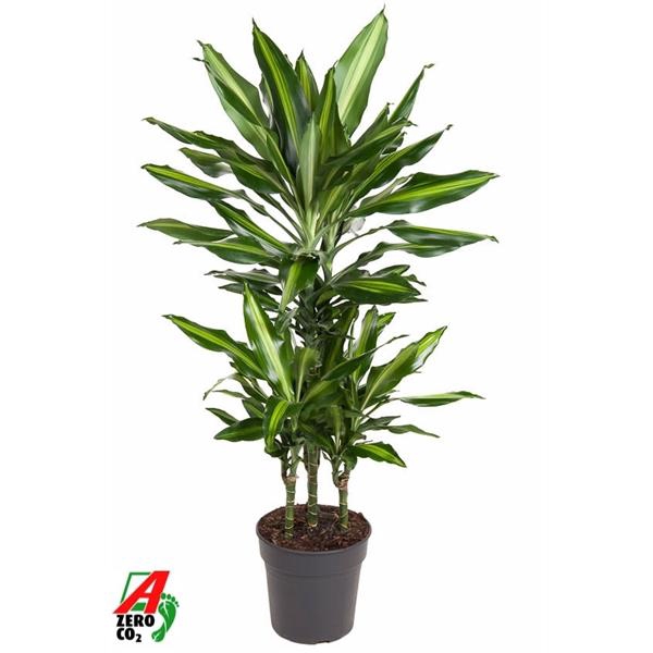 <h4>Dracaena fragrans Cintho</h4>