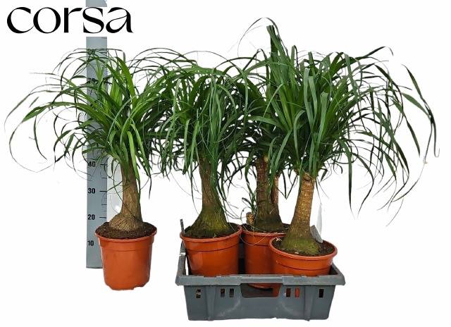<h4>BEAUCARNEA RECUR</h4>