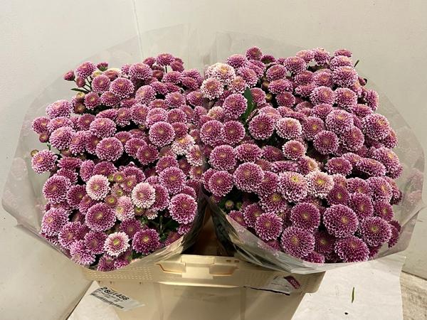 <h4>CHR SAN DORIA</h4>