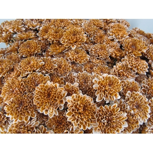 Chr T Altaj Caramel