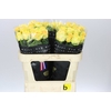 Rosa Gr Lemon Finess