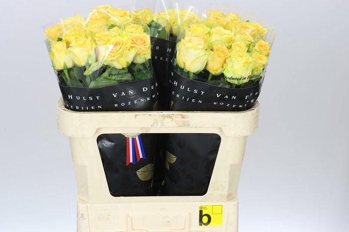 <h4>Rosa Gr Lemon Finess</h4>