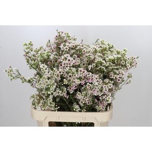 Chamelaucium Janelle
