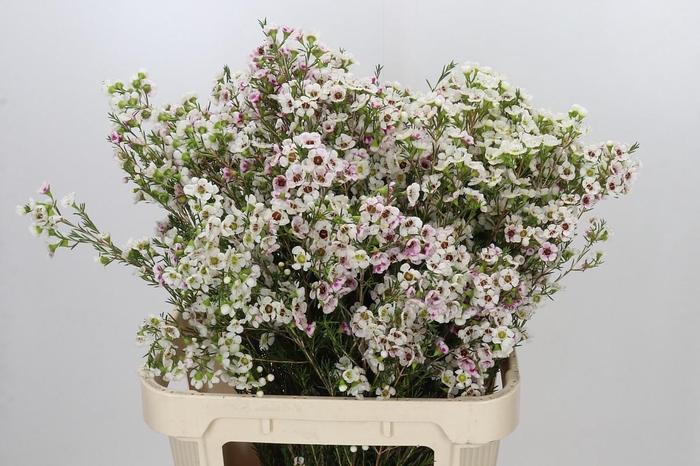 <h4>Chamelaucium Janelle</h4>
