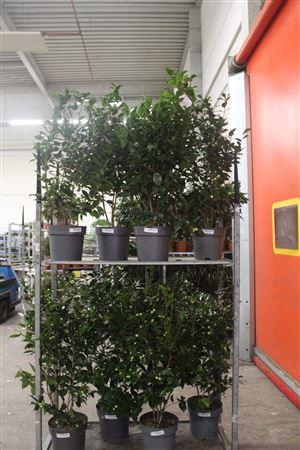 Came J Mathoti Rosea 45+++