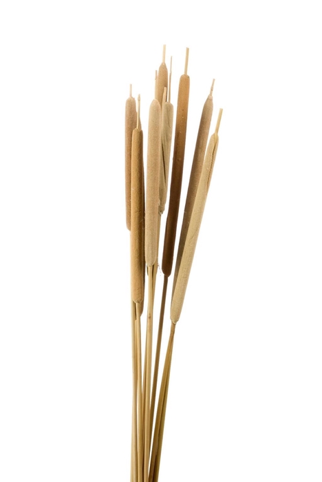 DRIED FLOWERS - TYPHA LARGE 10PC NAT.