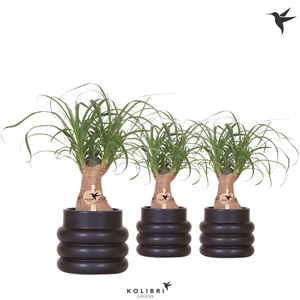 Kolibri Greens Beaucarnea in Bubble pot black