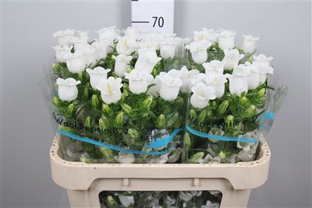 Camp M Champion White