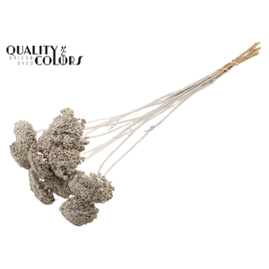 Achillea small per stem Platina