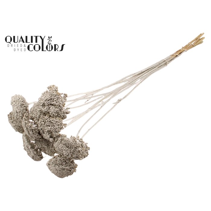 <h4>Achillea 2-4cm per stem Platina</h4>