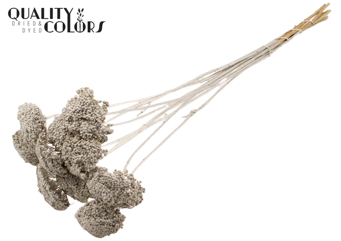 Achillea 2-4cm per stem Platina