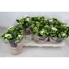 Kalanchoe Calandiva Whites