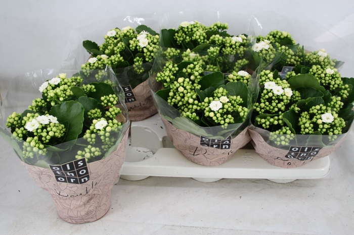 Kalanchoe Calandiva Whites