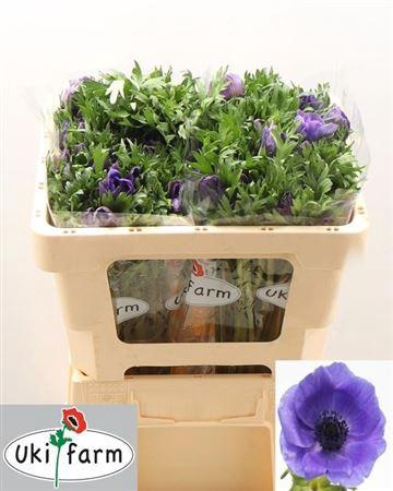 <h4>Anem Co Galil Blauw</h4>