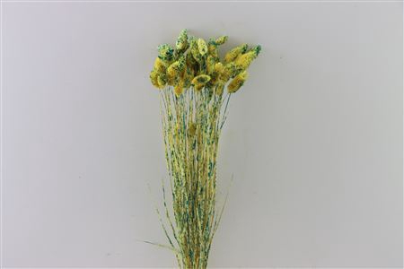 Dried Artz Phalaris Van Gogh Bunch