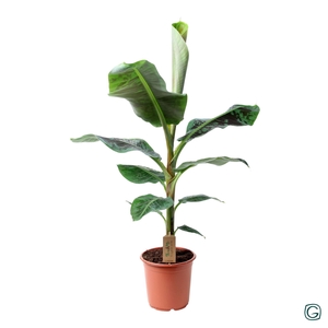 Musa  'Dwarf Cavendish'