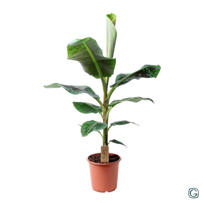<h4>Musa  'Dwarf Cavendish'</h4>