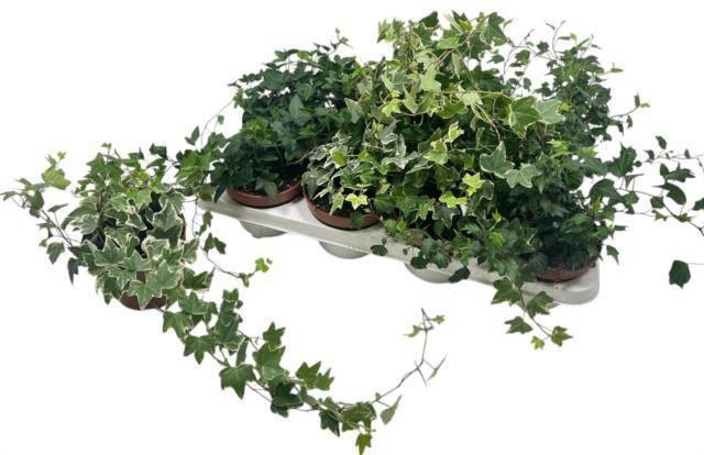 <h4>HED HE GEM 3 SRT</h4>