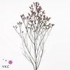 LIMONIUM SIN NIKITA DIAMOND