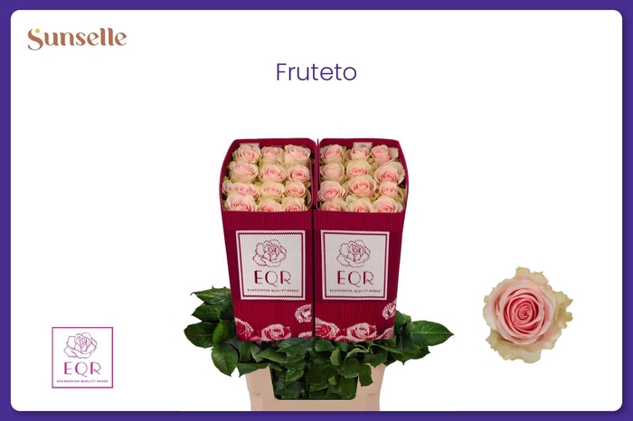 <h4>R GR FRUTTETO</h4>