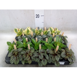 Peperomia   ...mix