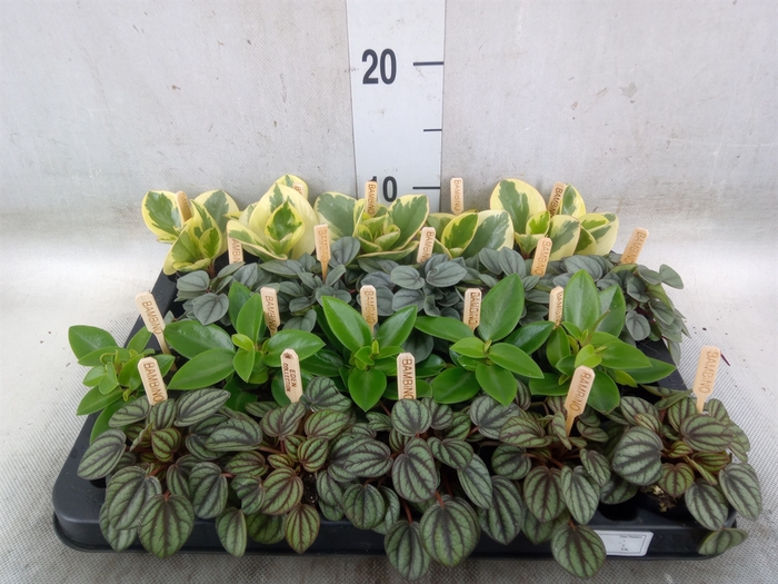 <h4>Peperomia   ...mix</h4>