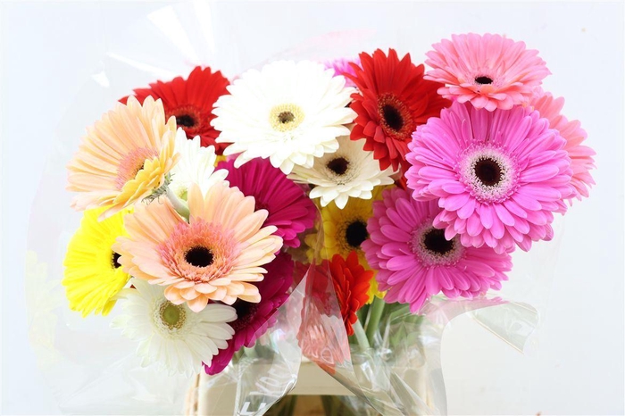 <h4>Ge Gr Mixed Plukboeket</h4>