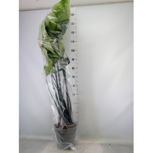 Alocasia zebrina 'Black Zebrina'