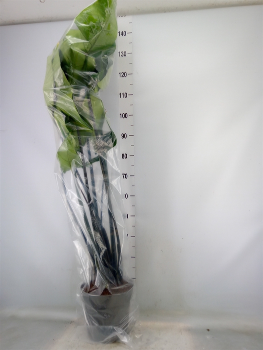 <h4>Alocasia zebrina 'Black Zebrina'</h4>