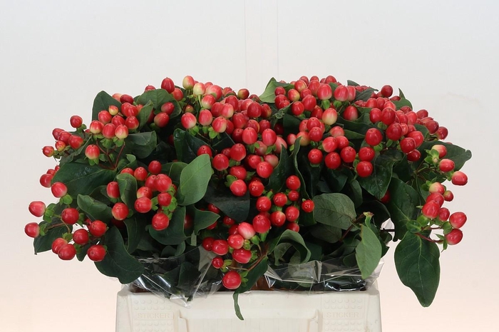 <h4>Hypericum True Romance</h4>