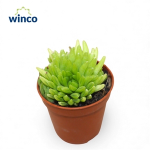 Haworthia Kikuhigasa