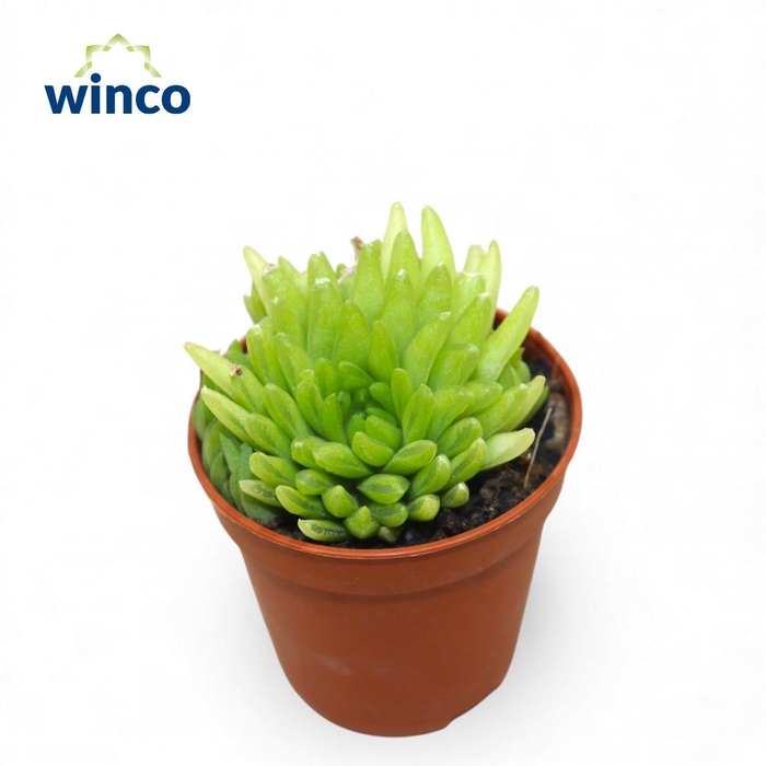 <h4>Haworthia Kikuhigasa</h4>