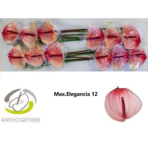 ANTH A MAX ELEGAN 12