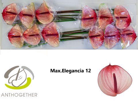 <h4>ANTH A MAXIMA ELEGAN</h4>