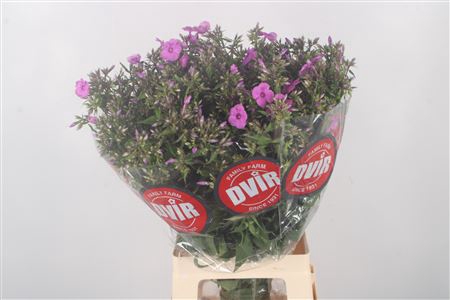 <h4>Phlox P Mika</h4>