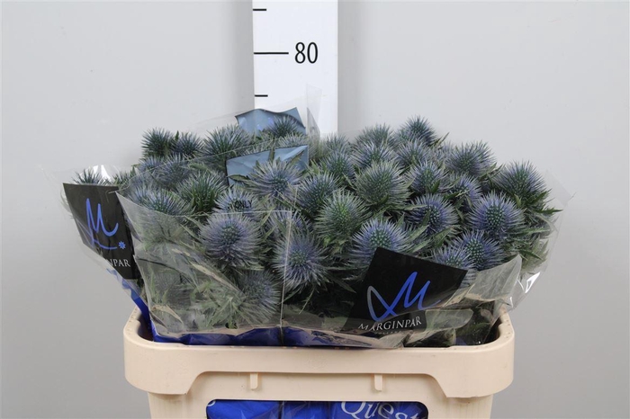 <h4>Eryn Magnetar Qstar</h4>