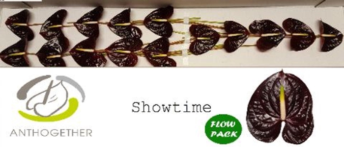 <h4>Anthurium andr. 'Showtime'</h4>