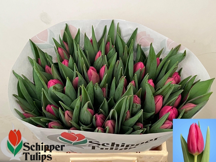 <h4>TU EN IVANKA</h4>