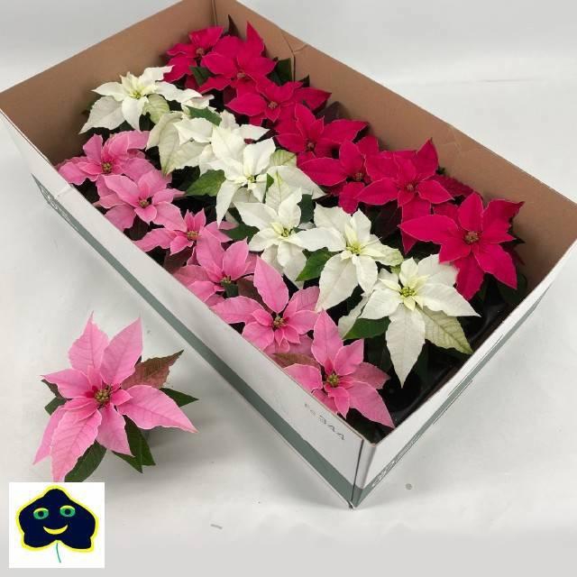 <h4>EUPHOR P PRI GEM</h4>