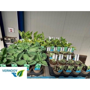 arr8 Host Ov Mixk 1 Klr Per Tray