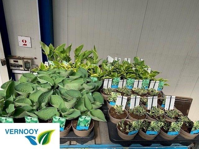 <h4>arr8 Host Ov Mixk 1 Klr Per Tray</h4>