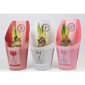 Hippeastrum mix in P&PURE Collection sleeve